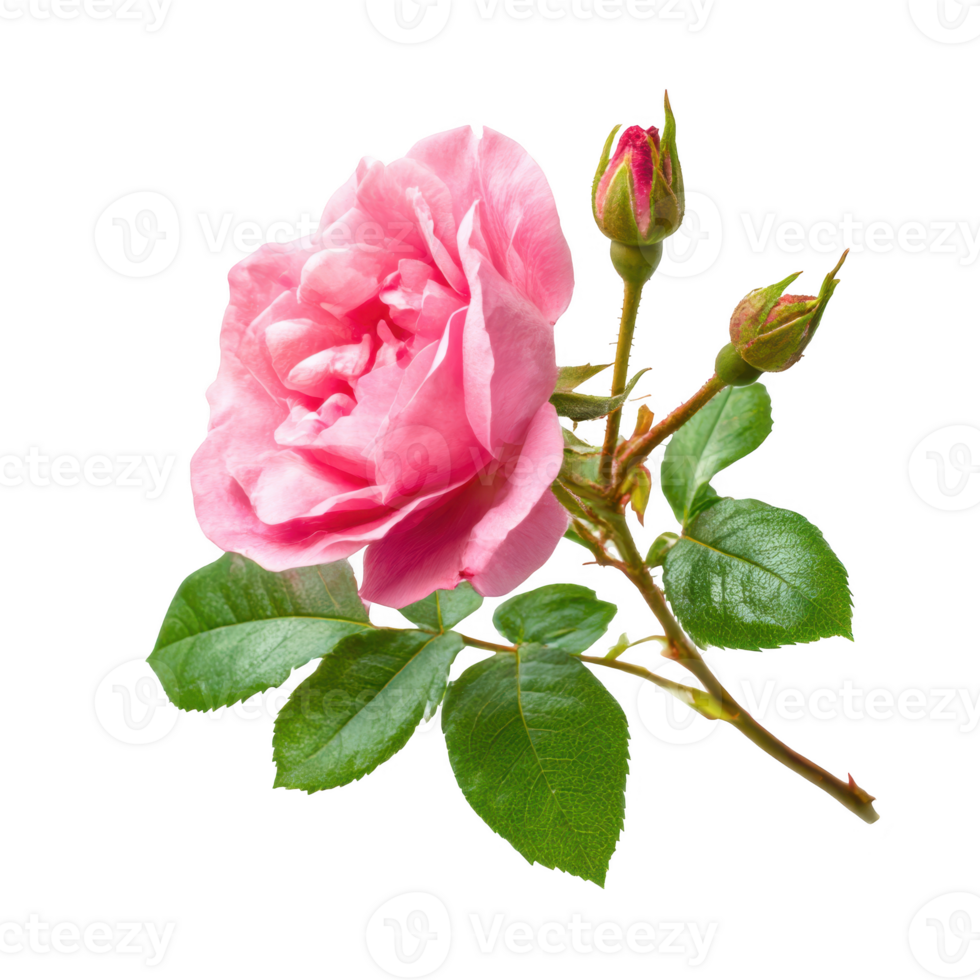 Pink rose with buds isolated on transparent background. png