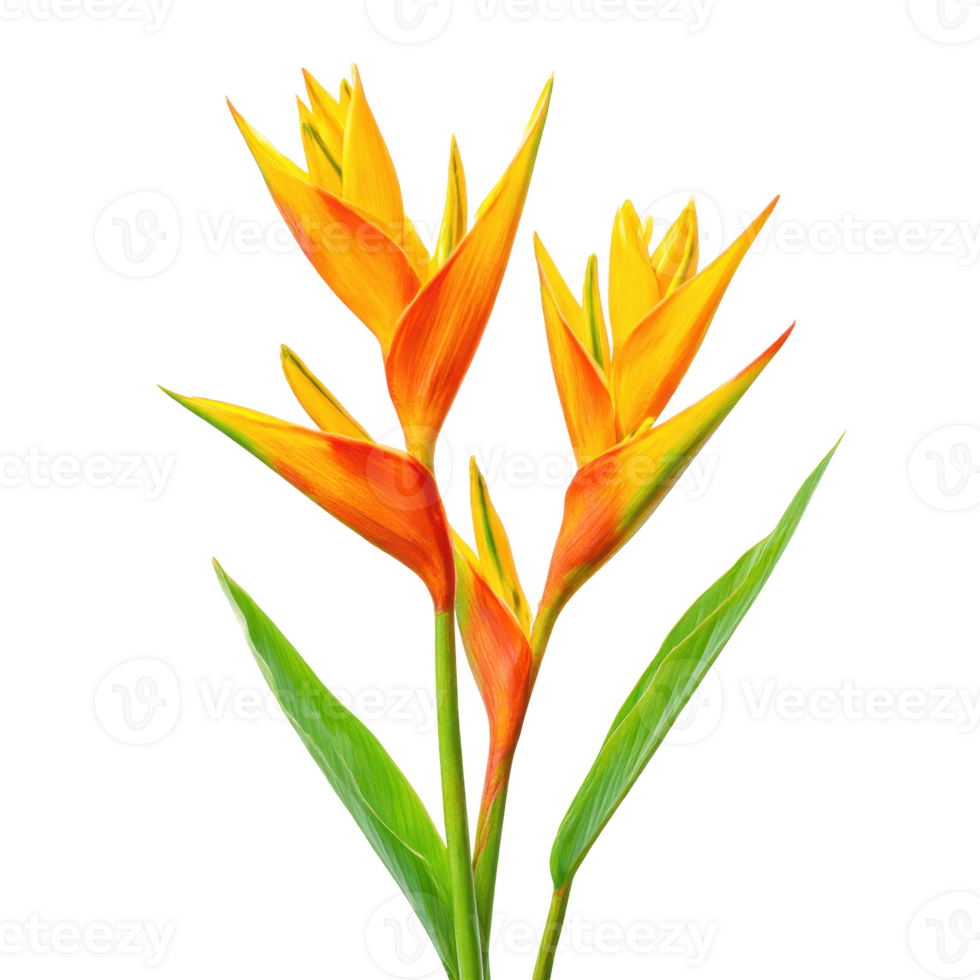 Heliconia psittacorum flower isolated on transparent background. png