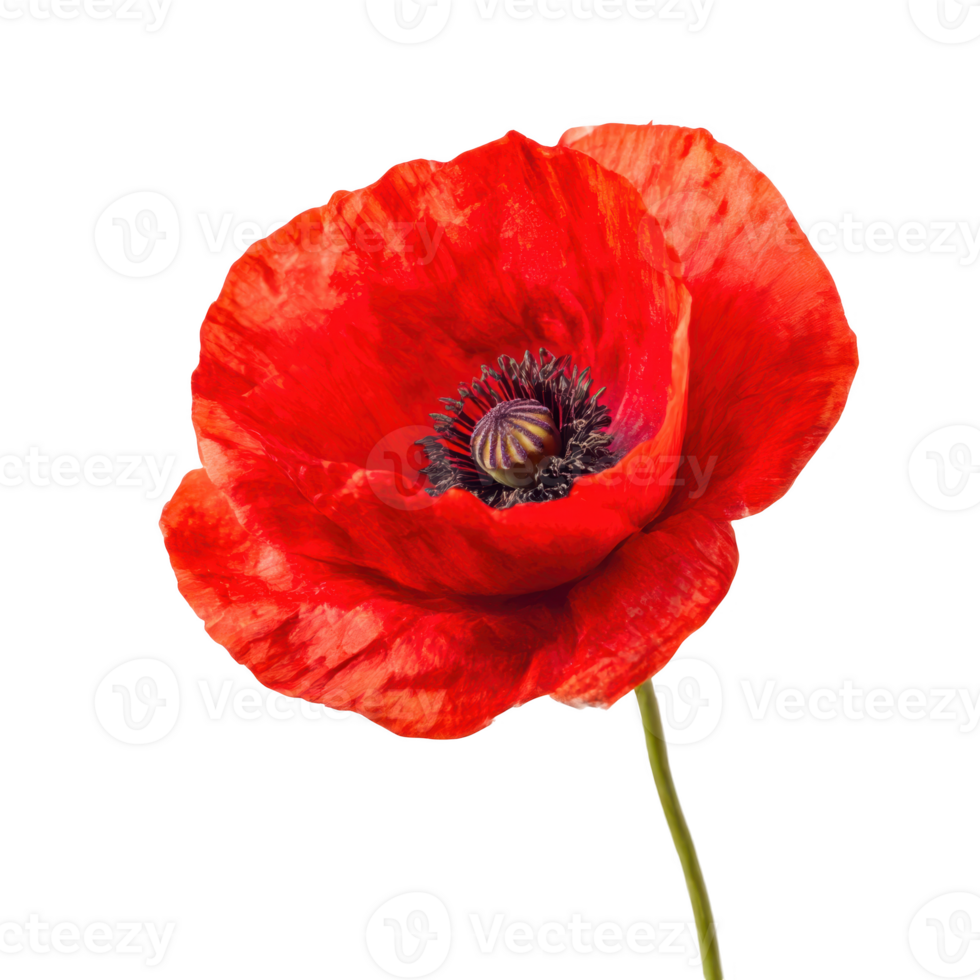 Red poppy blossom close up isolated on transparent background. png