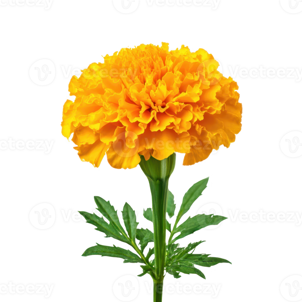 Marigold flower close up isolated on transparent background. png