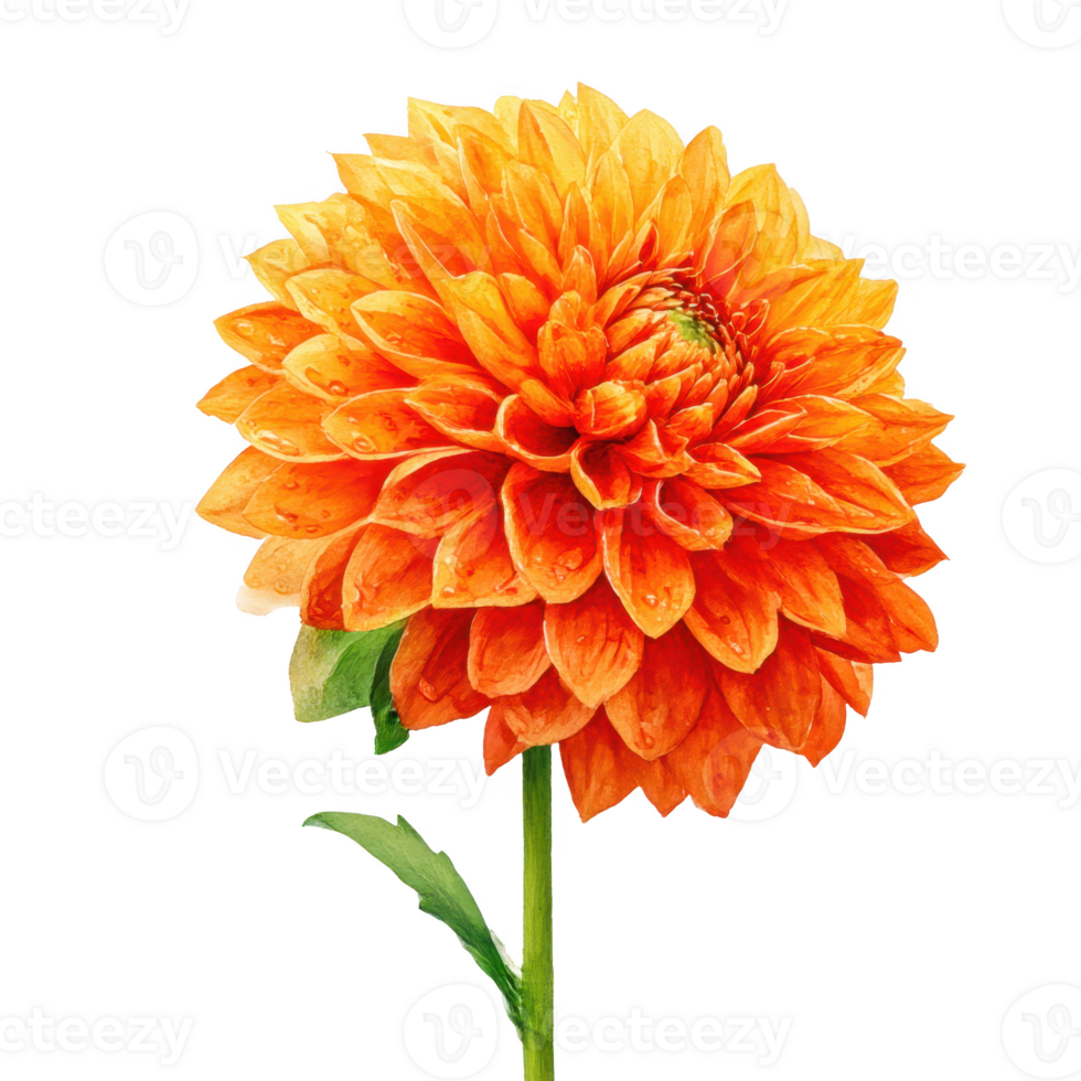 Orange dahlia flower single bloom isolated on transparent background. png