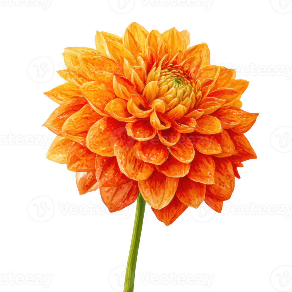 Orange dahlia flower, single, isolate on transparent background. png