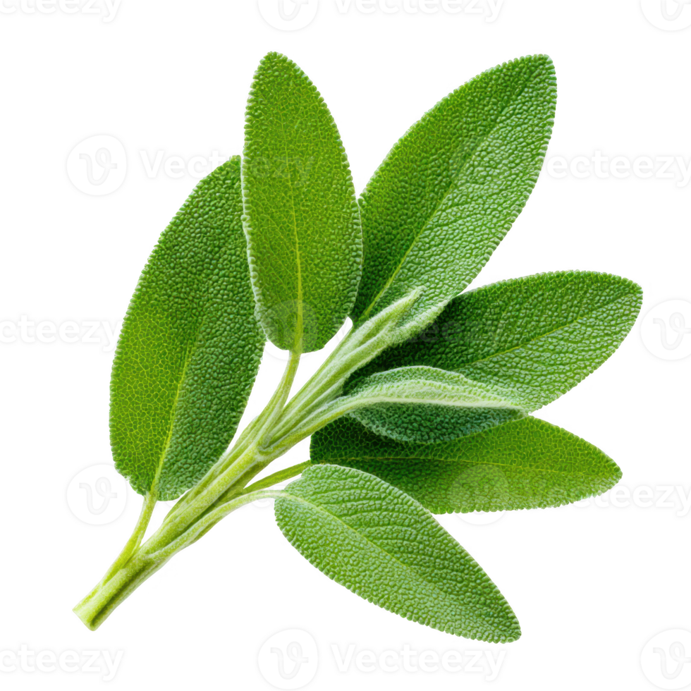 Fresh sage leaves close up isolated on transparent background. png