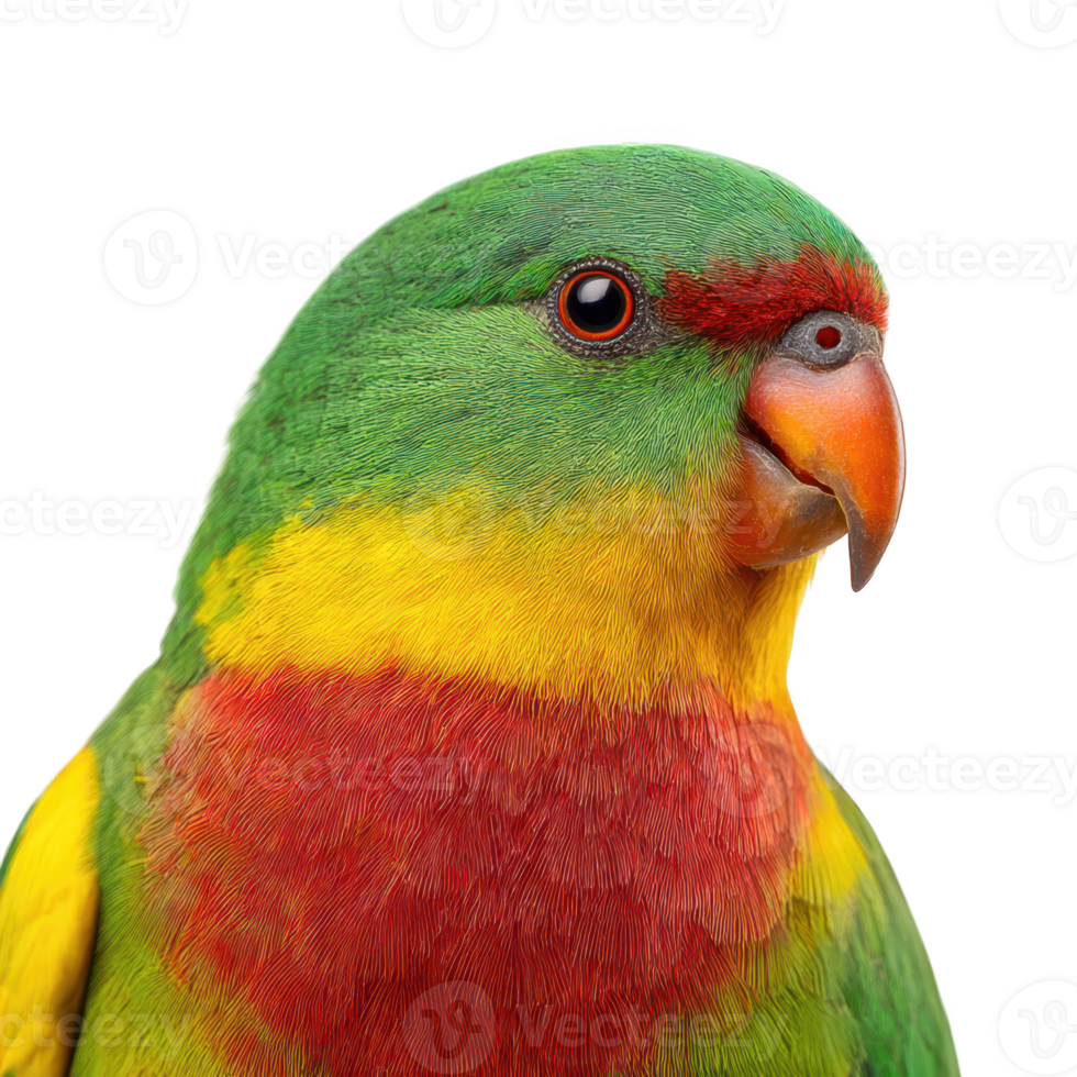 Colorful parrot face close up isolated on transparent background. png