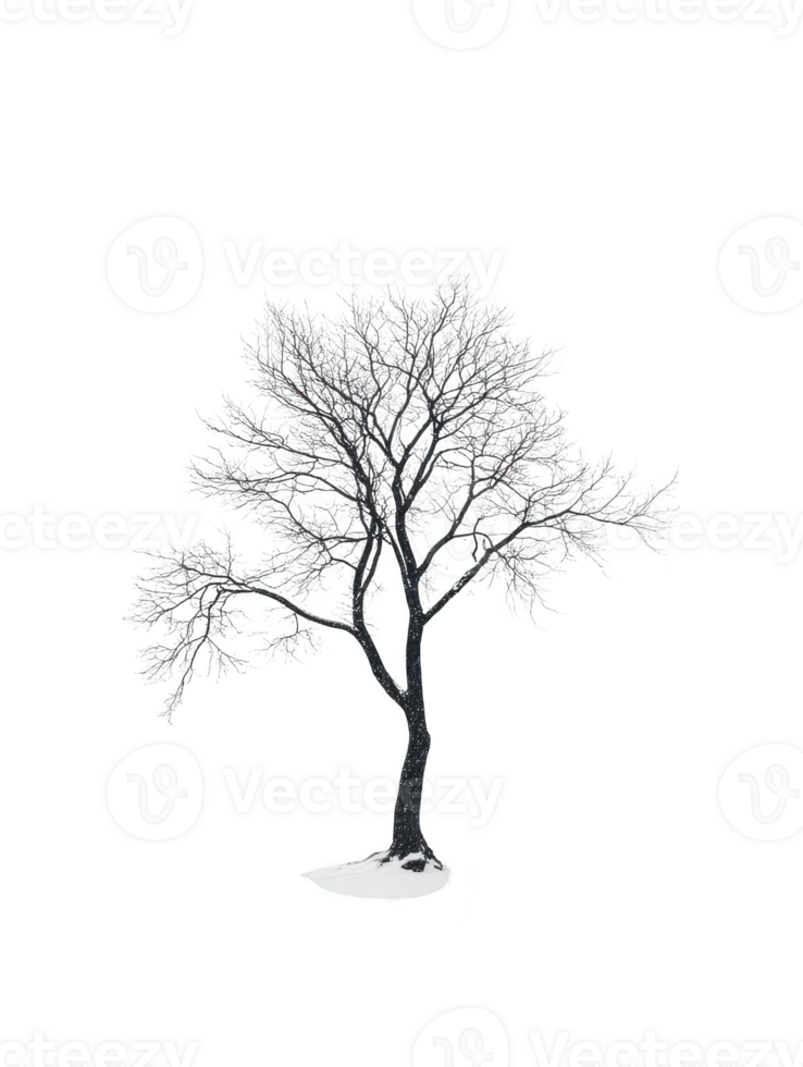 Bare winter tree with snow falling on transparent background png