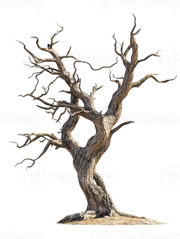 Bare weathered tree trunk isolated on transparent background png
