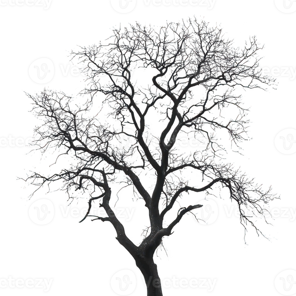 Bare tree silhouette design element on transparent background png