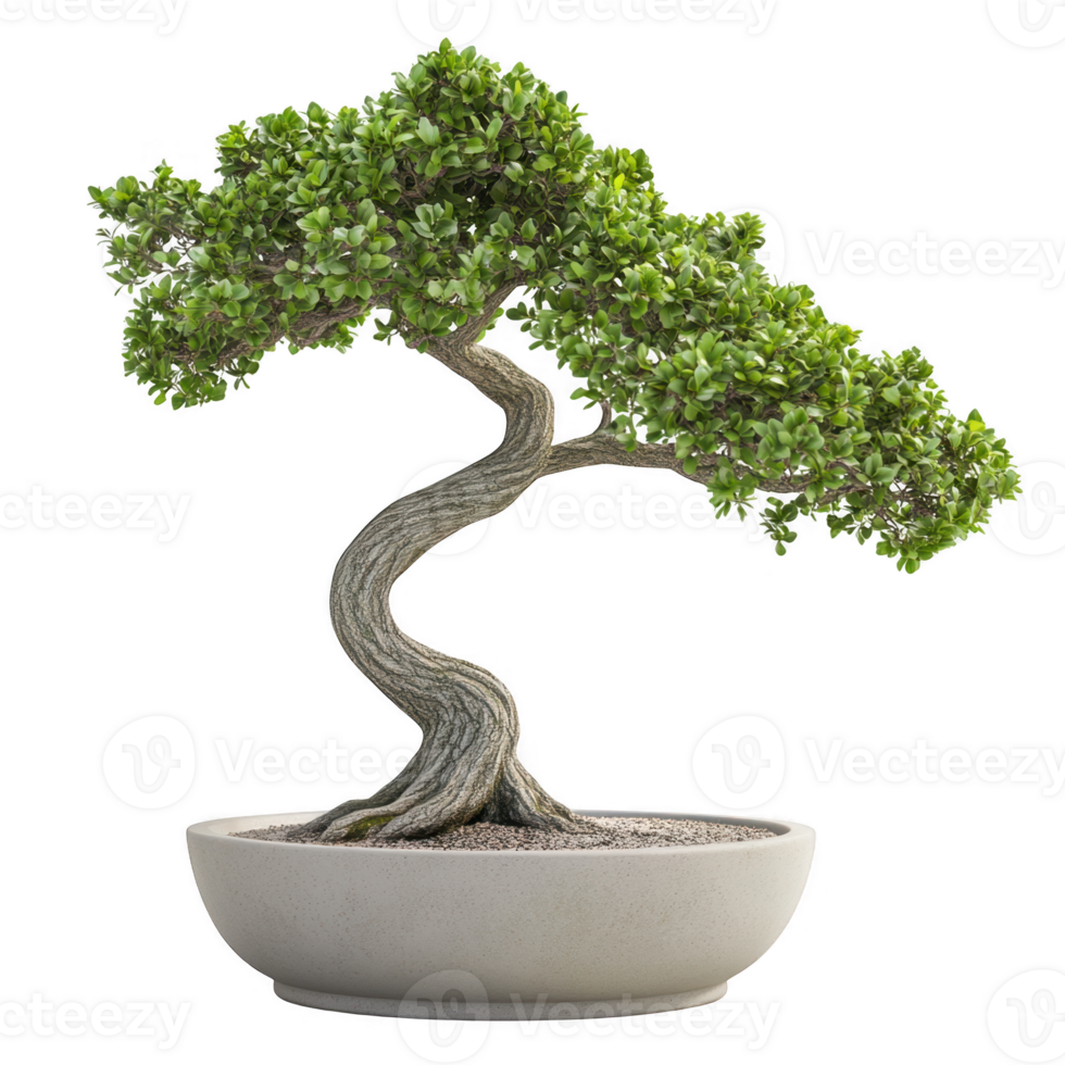 Bonsai tree in pot, studio shot on transparent background png