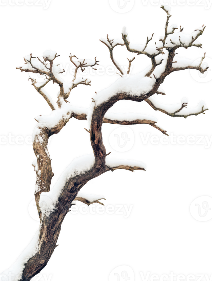 Bare tree covered with snow texture on transparent background png