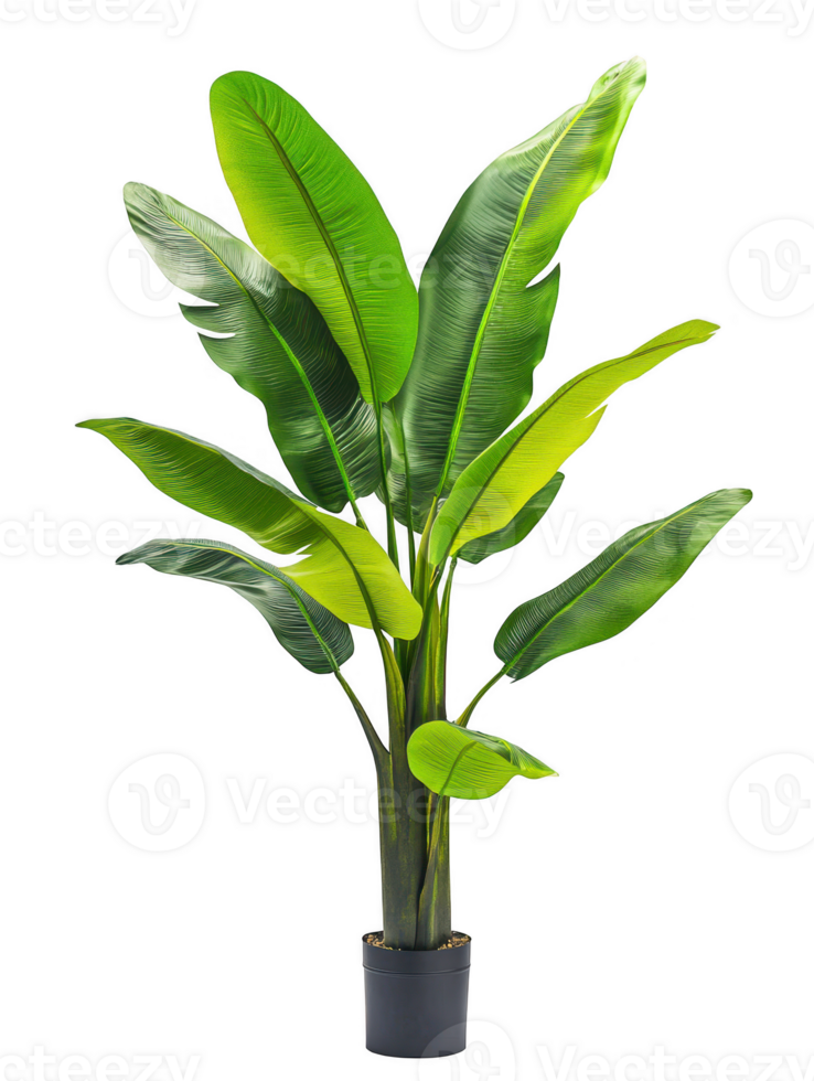 Banana plant in pot studio shot on transparent background png