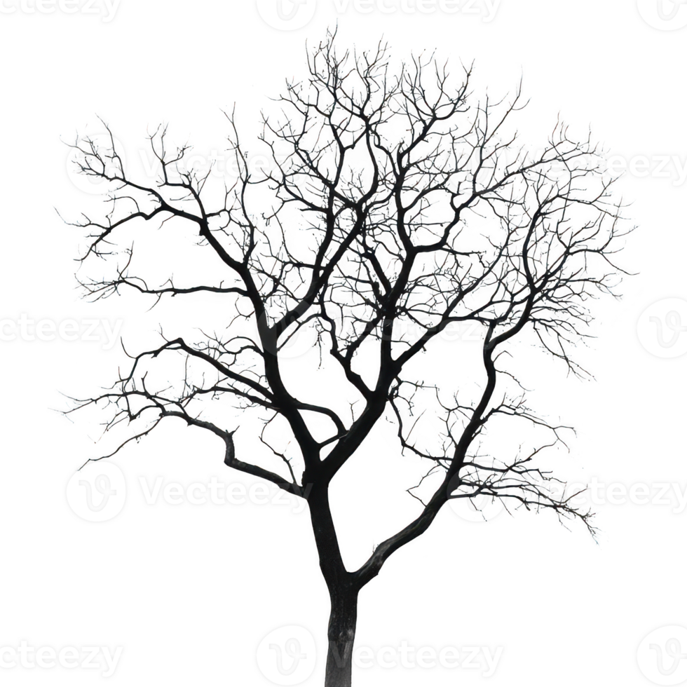 Bare tree silhouette monochrome design on transparent background png