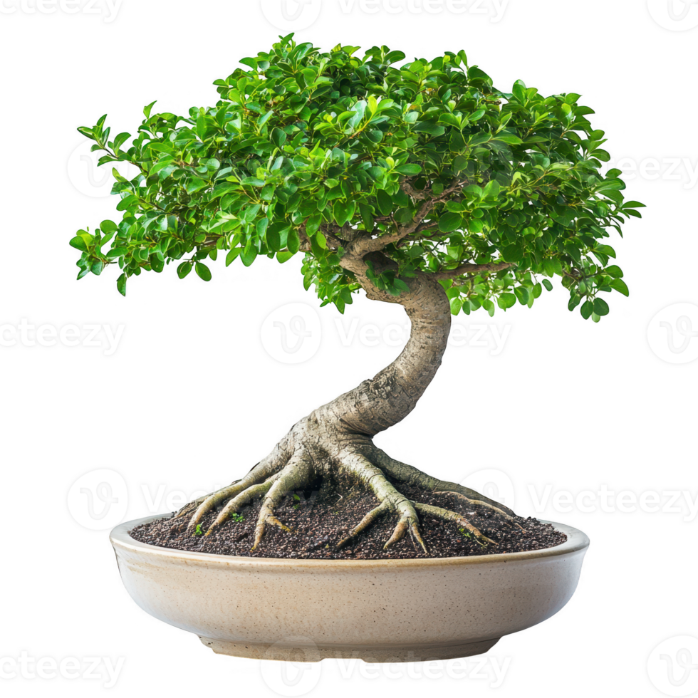 Bonsai tree in a ceramic pot isolated on transparent background png