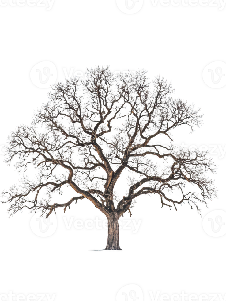 Bare branched tree silhouette isolated on transparent background png