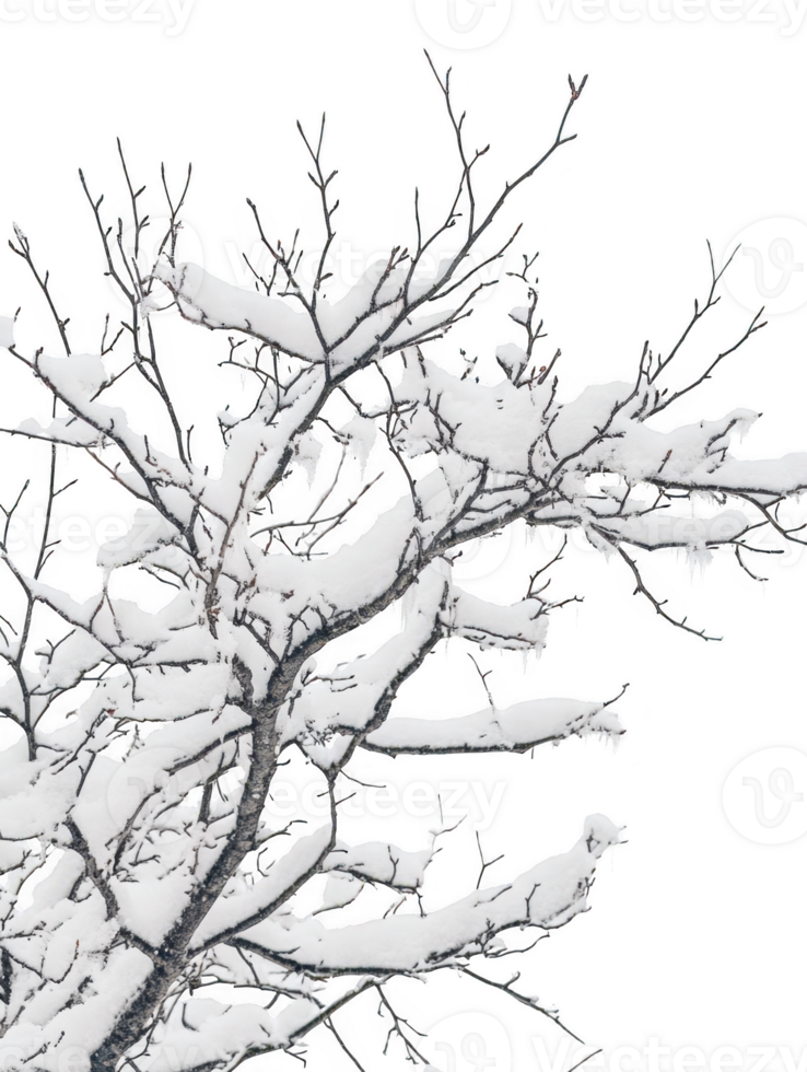 Branches covered with snow detail on transparent background png
