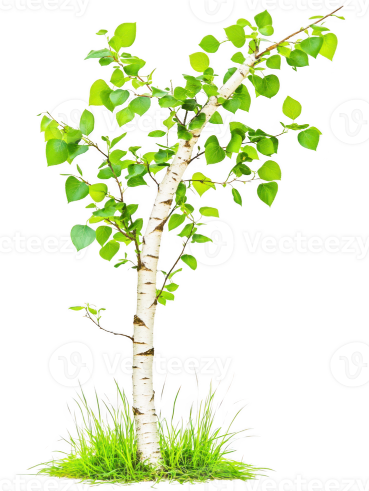 Small birch with green leaves isolated on transparent background png
