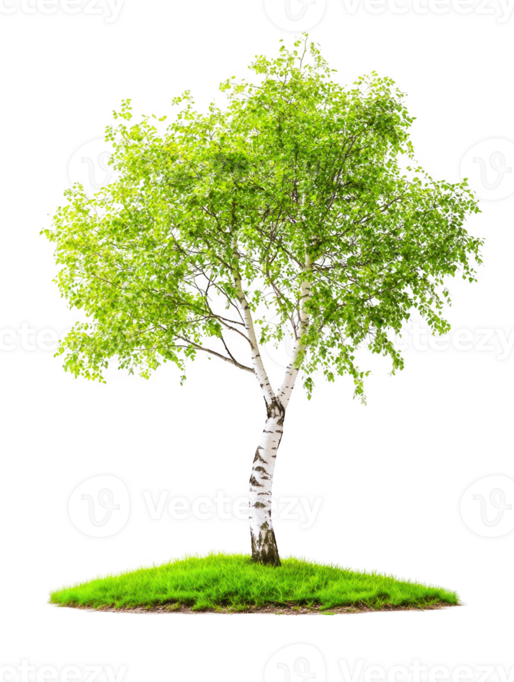 Birch with green foliage on grass on transparent background png