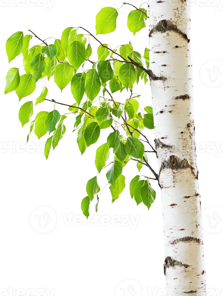 Birch tree with green leaves trunk isolated on transparent background png