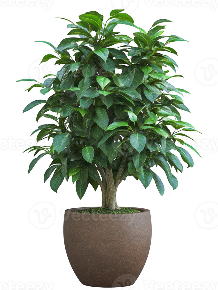 Potted ficus tree with green leaves on transparent background png