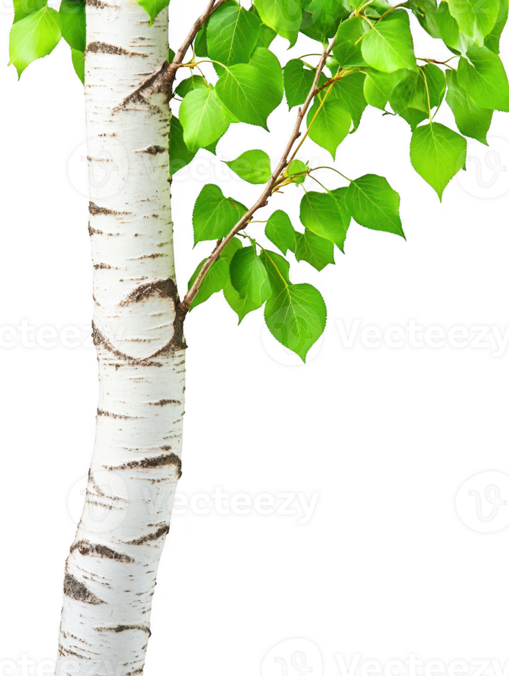 Birch tree trunk with foliage on transparent background png