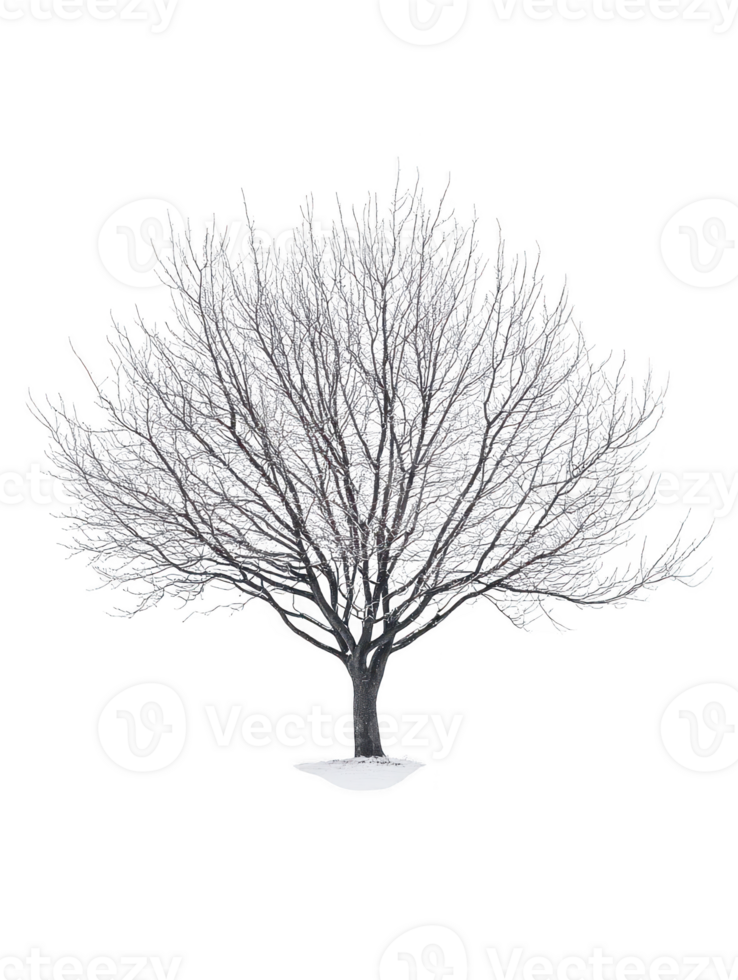 Bare tree covered in snow isolated on transparent background png