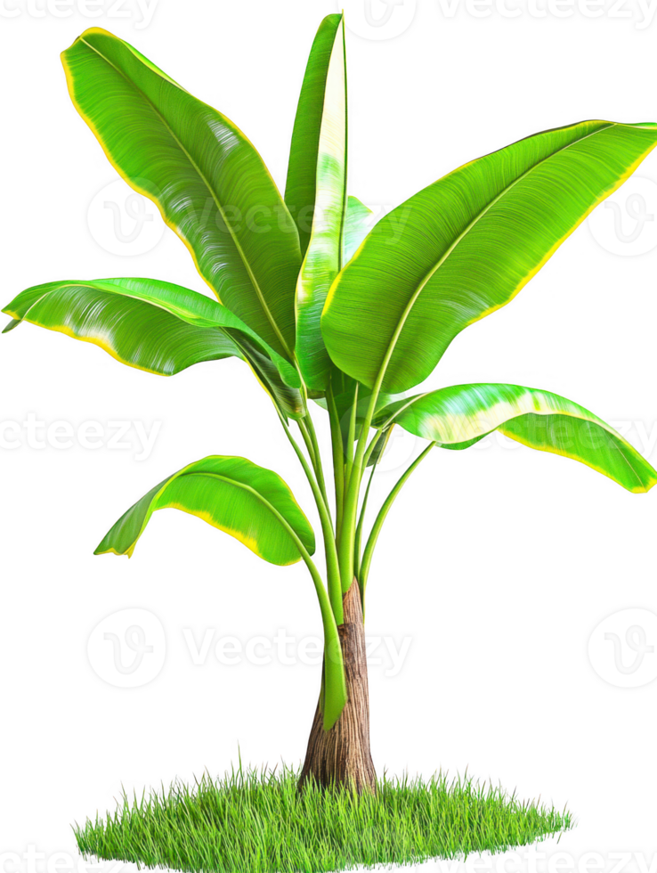 Banana plant with grass growth on transparent background png