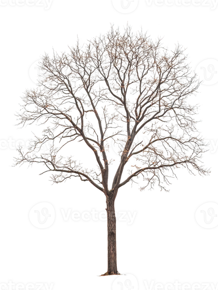 Bare winter tree isolated element on transparent background png