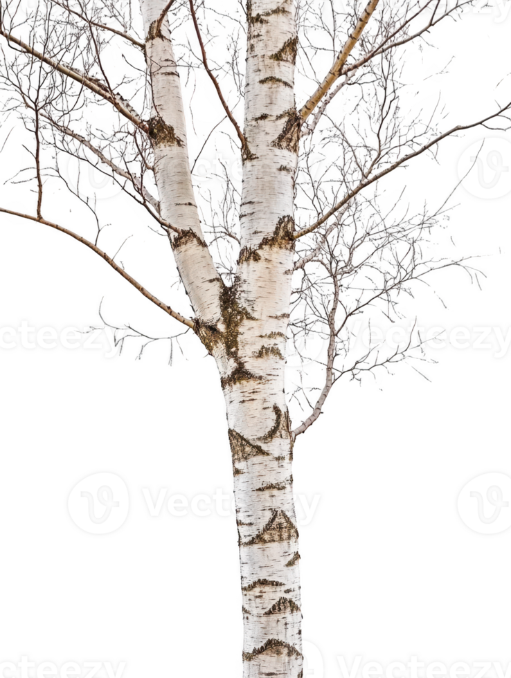 Birch tree with branches isolated on transparent background png