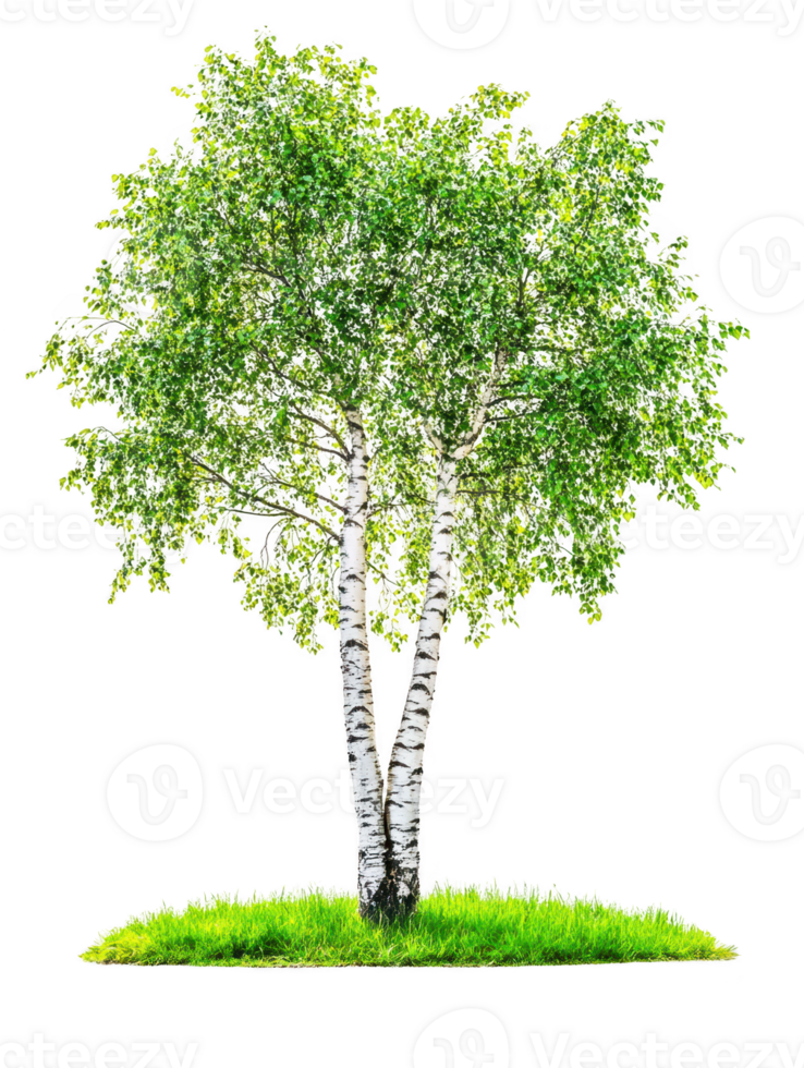 Birch tree with grass isolated on transparent background png