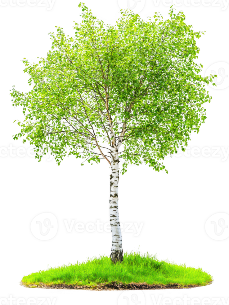 Birch with green leaves isolated on transparent background png