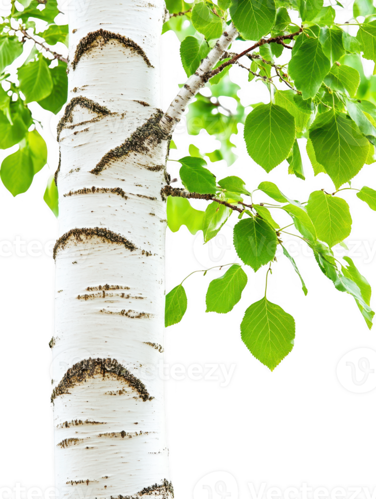 Birch tree with green leaves isolated on transparent background png