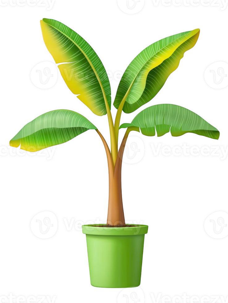 Banana plant in pot graphic on transparent background png