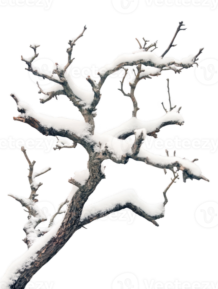 Snowy tree branch winter frost design on transparent background png