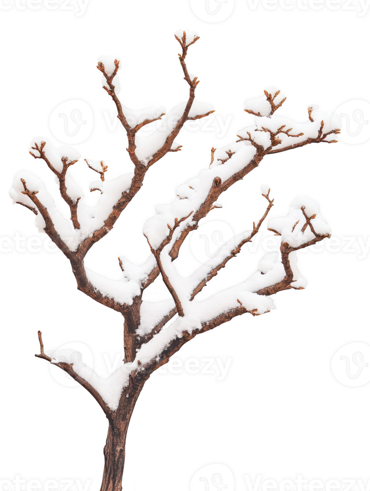 Winter tree branch with snow isolated on transparent background png