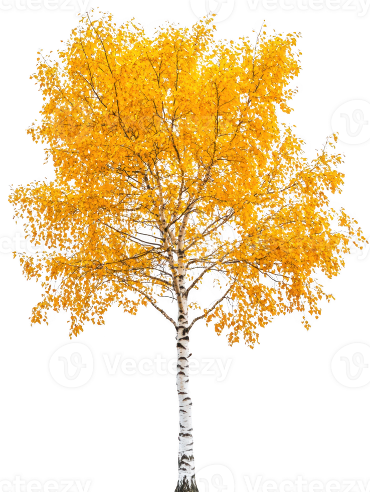 Birch tree yellow foliage isolated on transparent background png