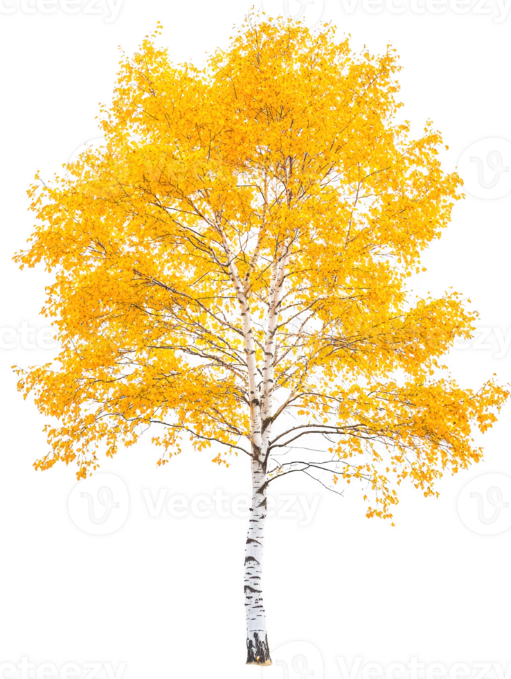 Birch tree yellow foliage yellow isolated on transparent background png