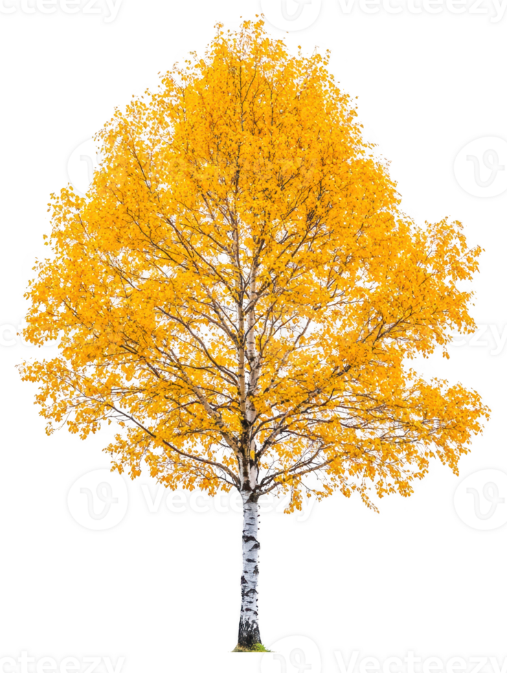 Autumn birch tree with yellow leaves on transparent background png