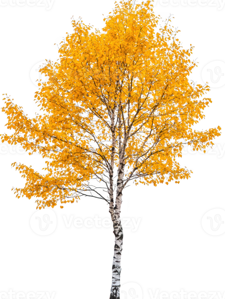 Birch tree with yellow leaves on transparent background png