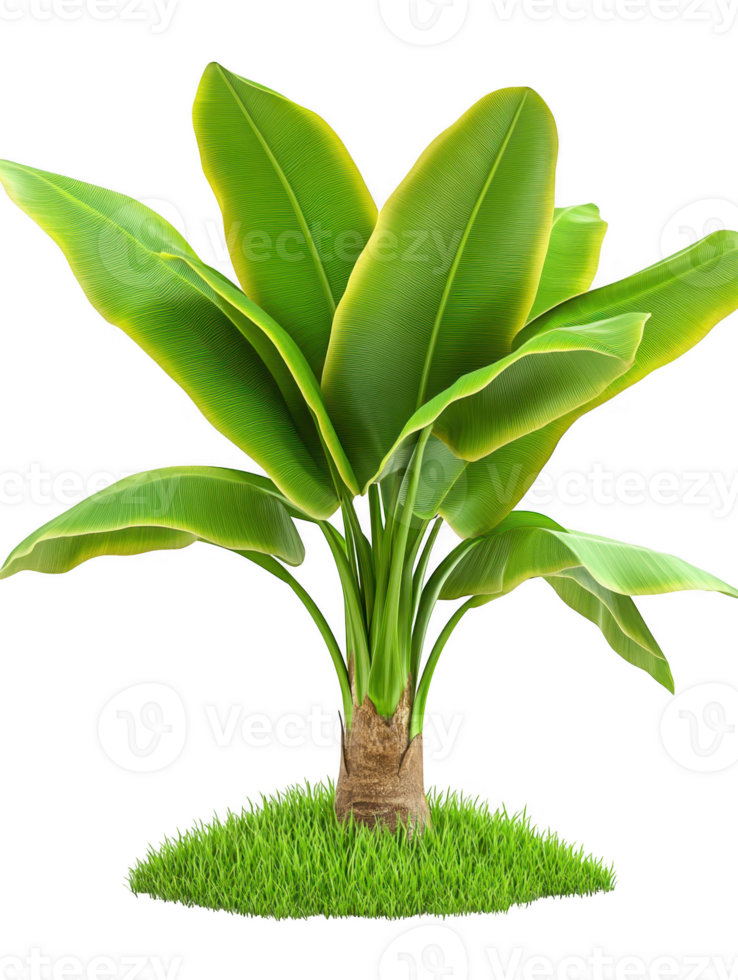 Plant leaf foliage green flora isolated on transparent background png