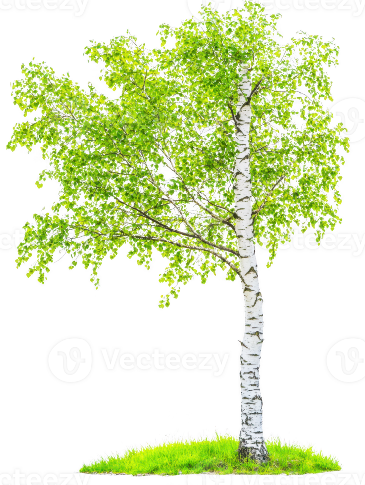 Birch tree foliage isolated object on transparent background png