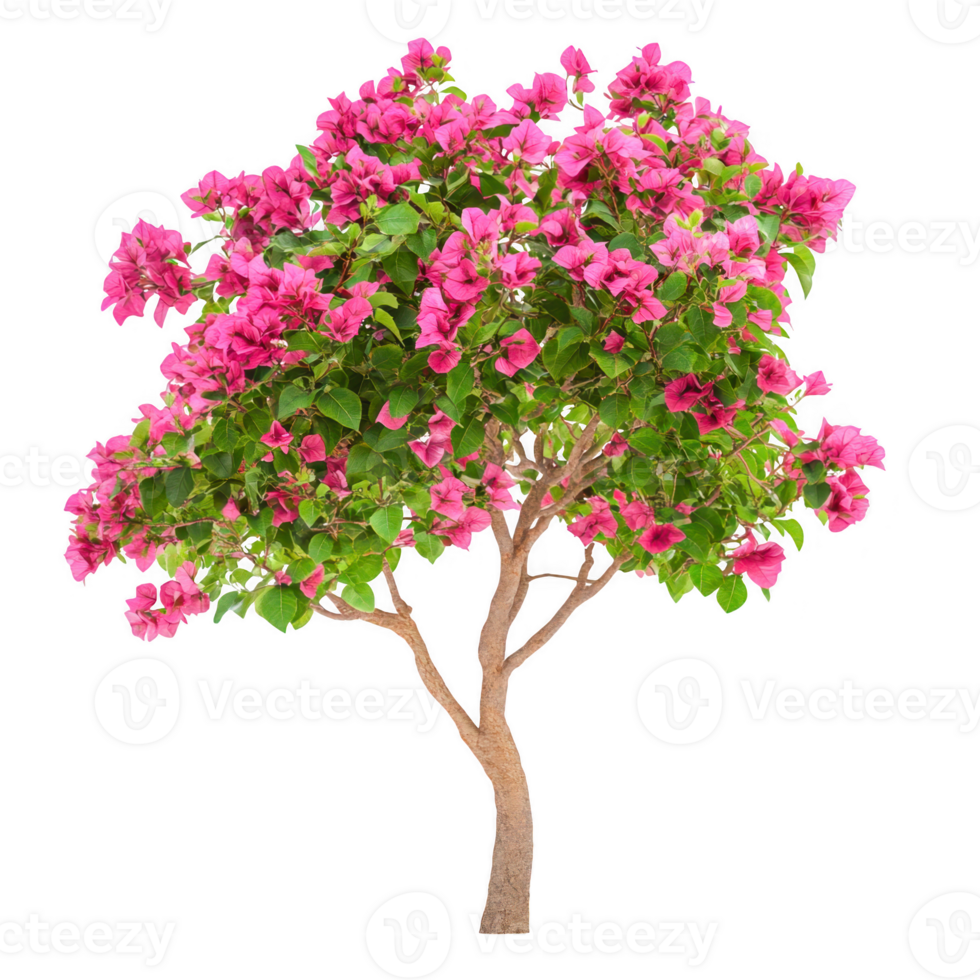 Bougainvillea tree with pink bloom on transparent background png