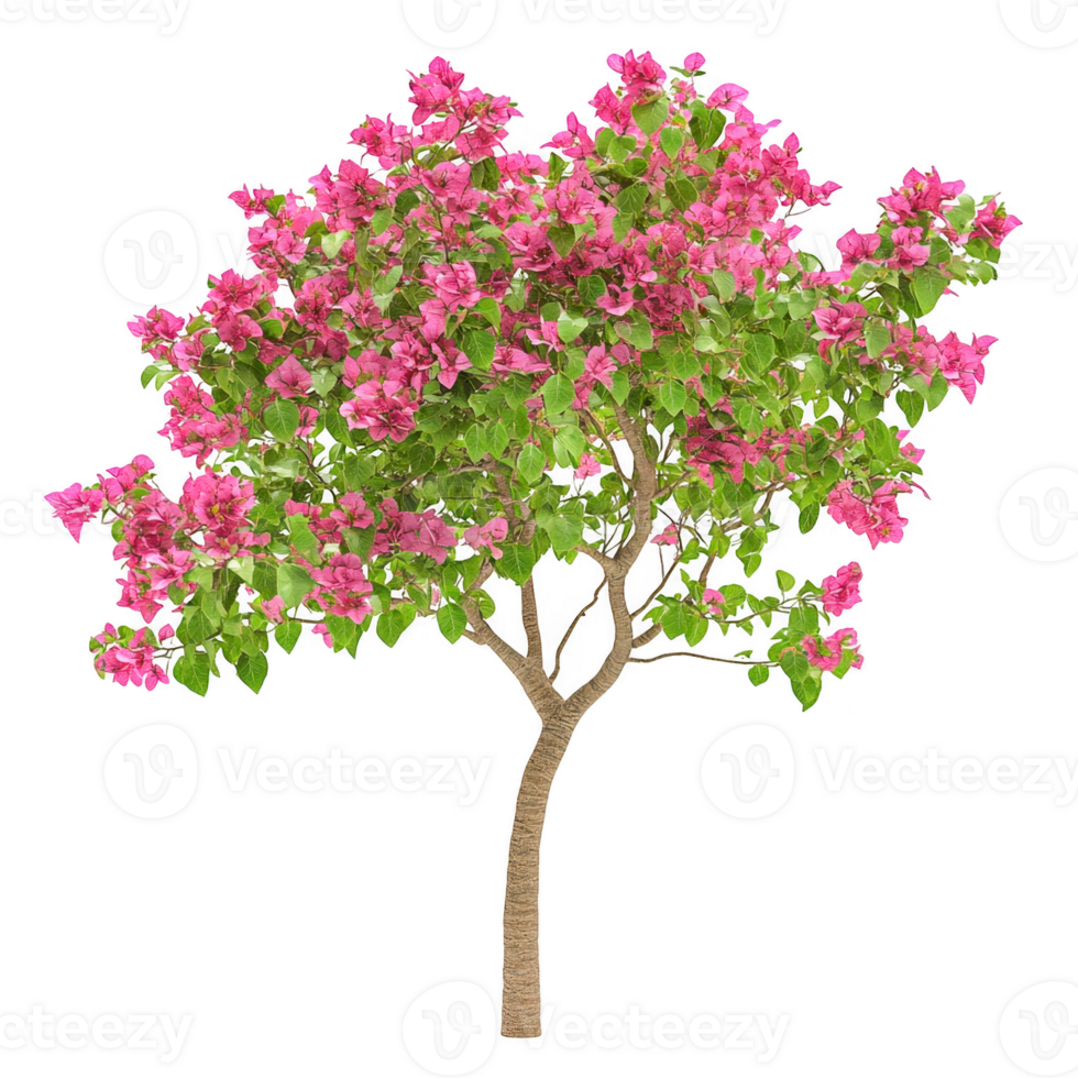Bougainvillea flower tree illustration on transparent background png