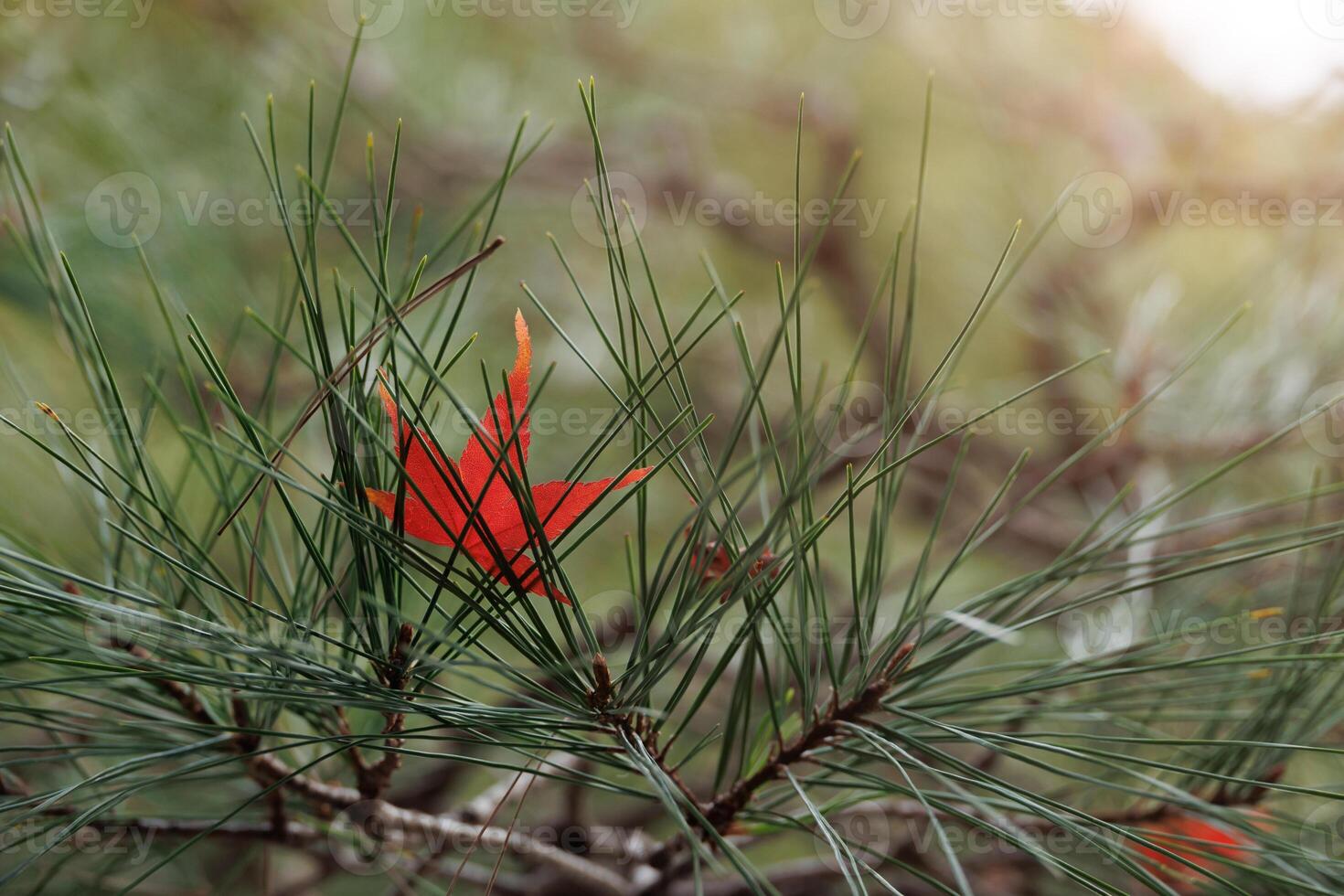 A red leaf on a pine tree photo