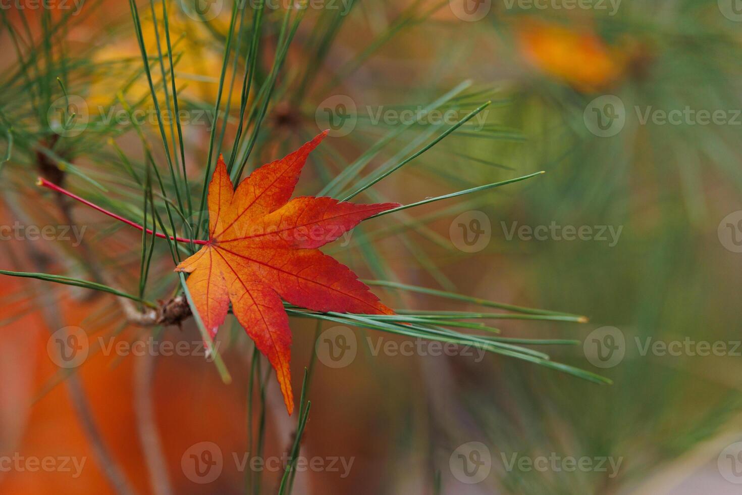A red leaf is on a pine tree branch photo
