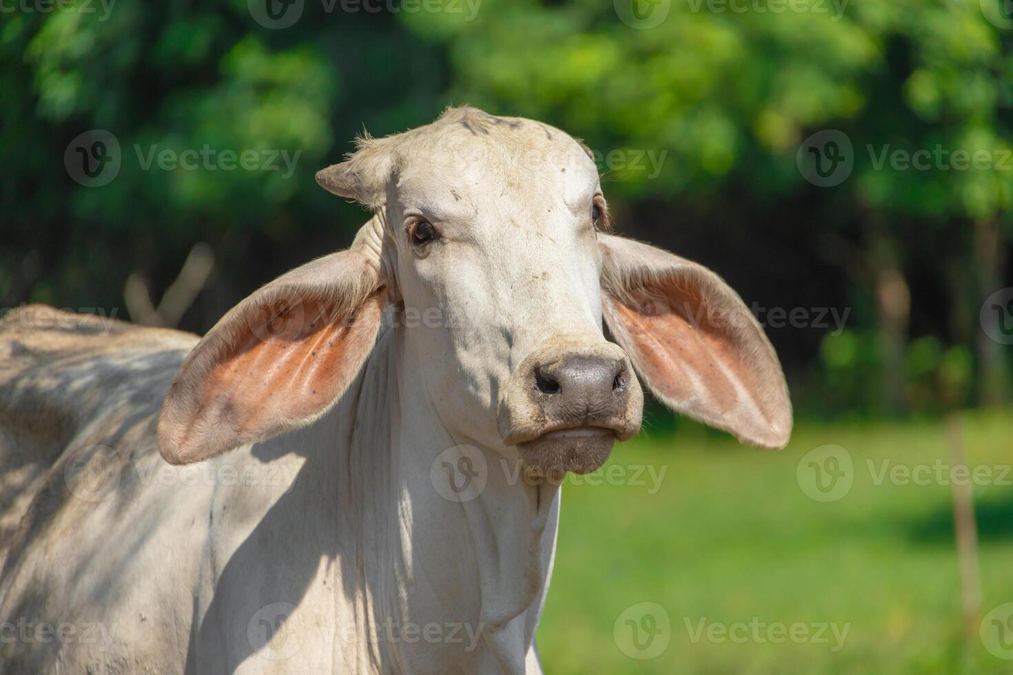 A cow with large ears standing in a field photo