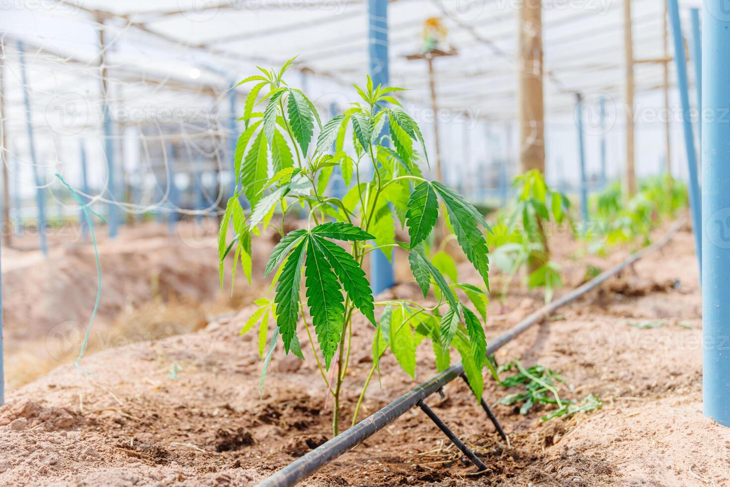 A marijuana plant growing in a greenhouse photo