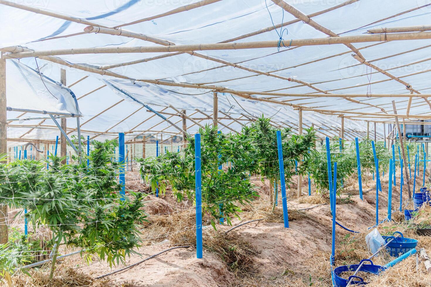 A large greenhouse with plants growing inside photo