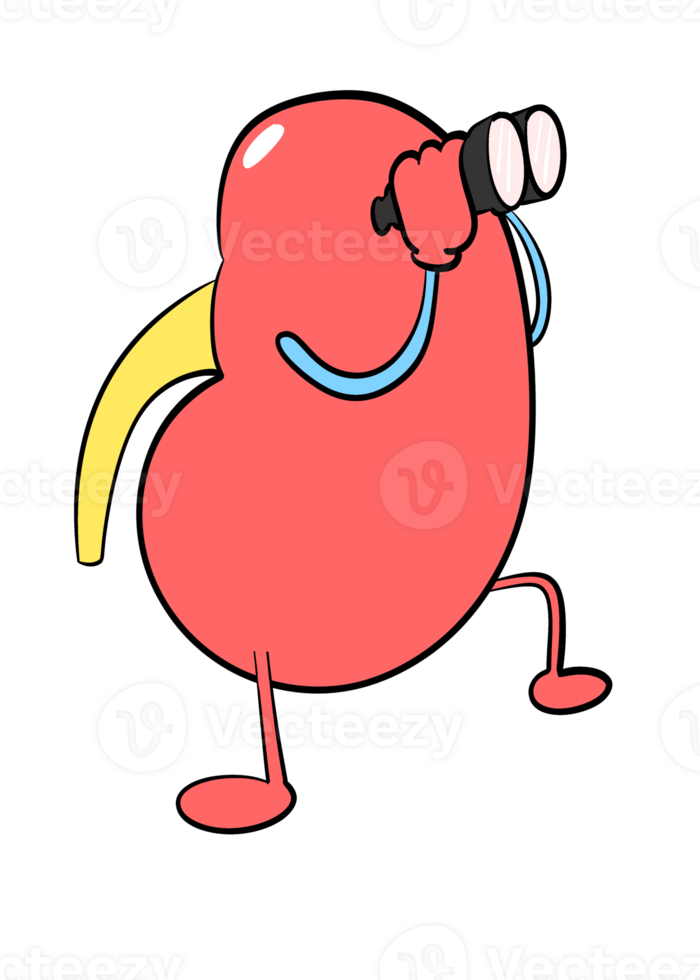 cute kidney sticker using binocular png