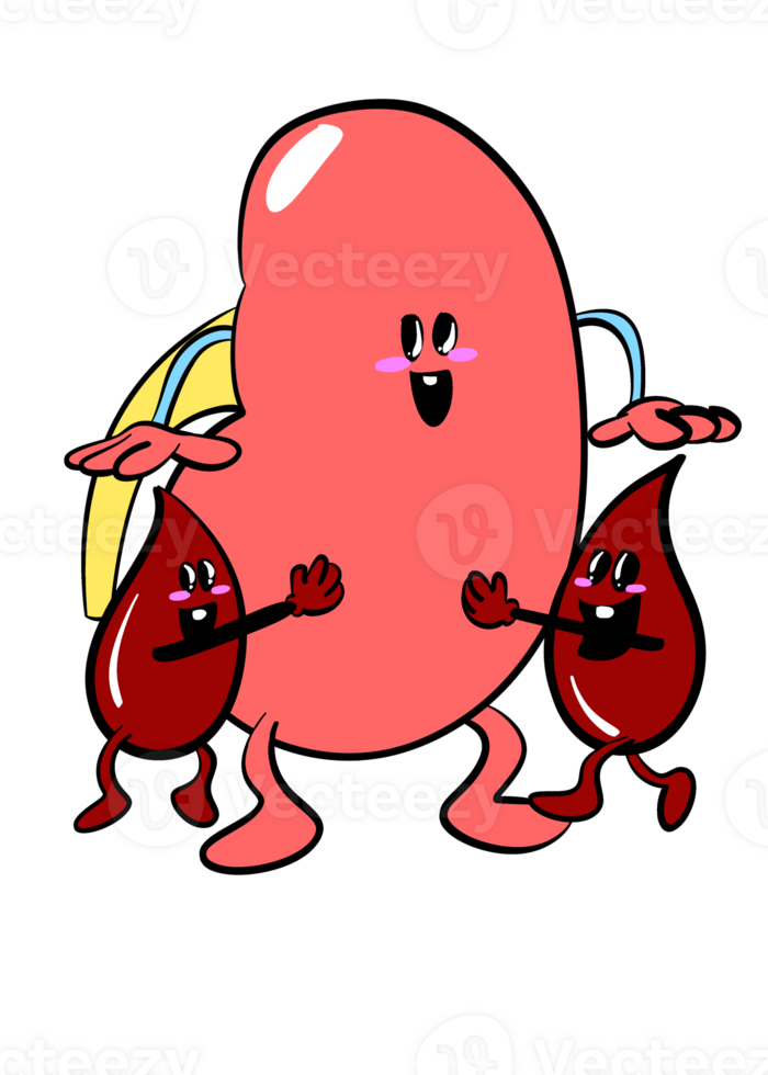 Cute kidney sticker with two blood cell png