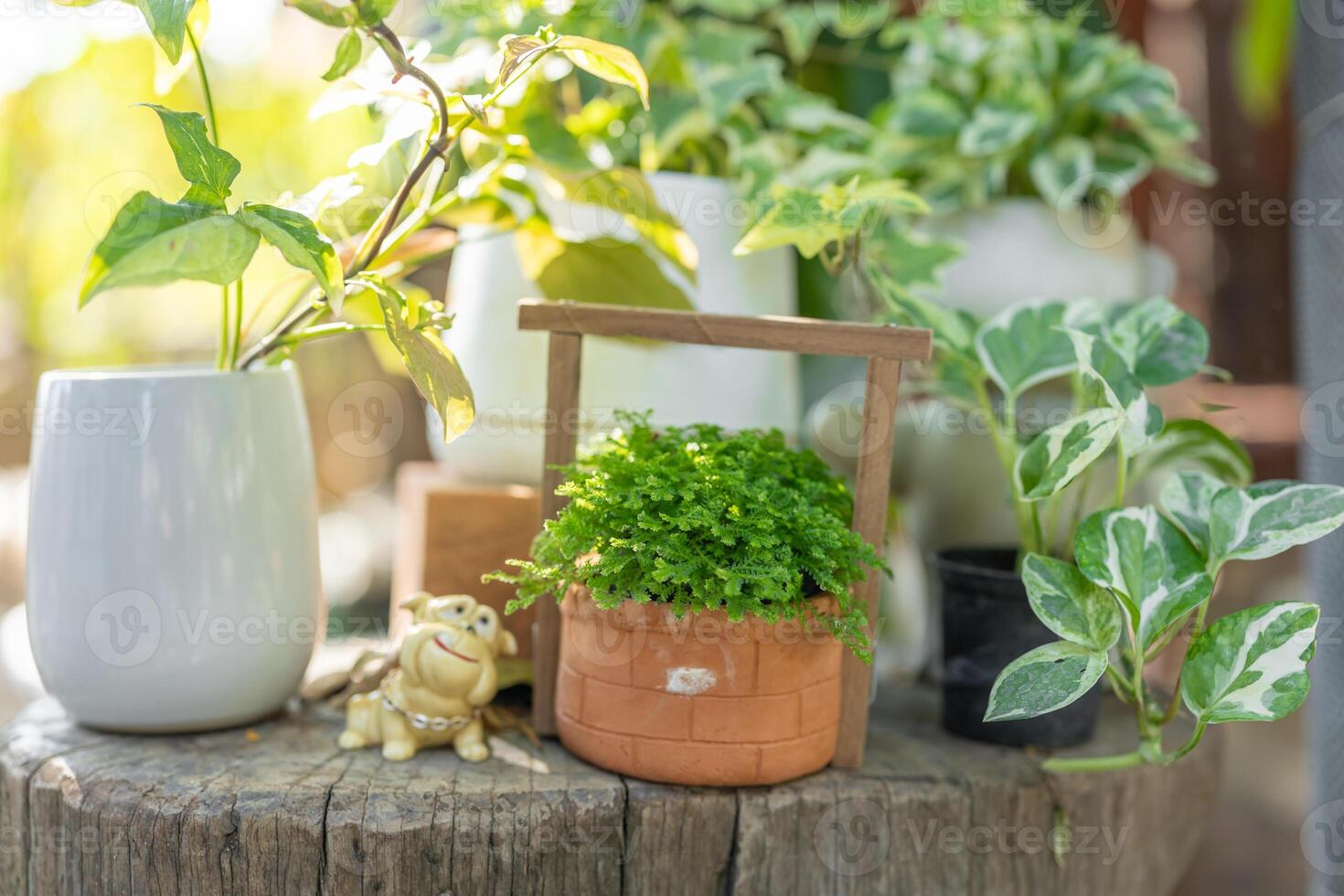 small plant pot green leaves tree garden decoration cute lovely home backyard corner outdoor photo