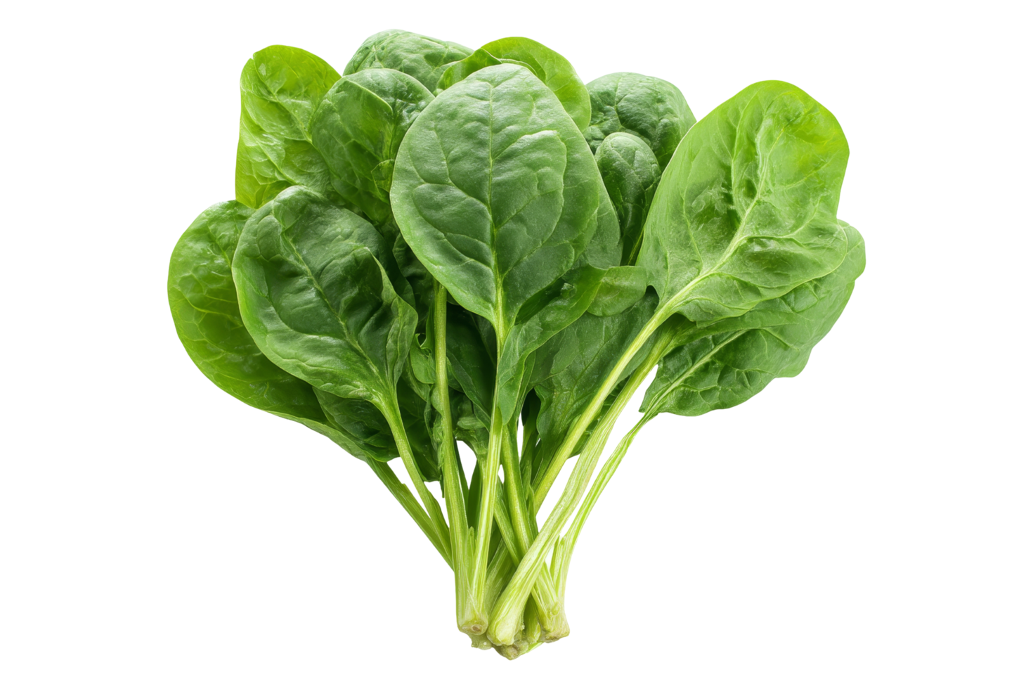 Fresh spinach bundle close-up png